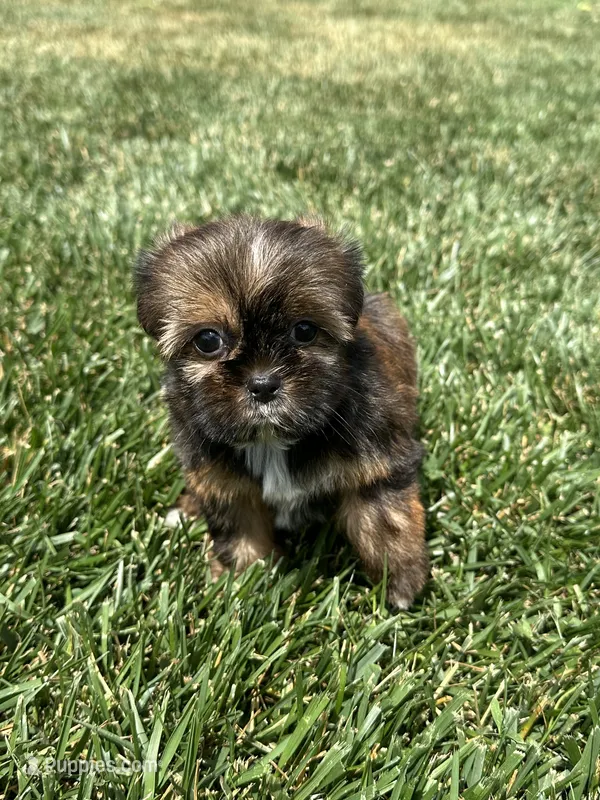 Sadie – Shorkie puppy for sale in Canton, SD