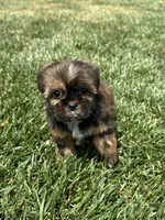 Sadie, a female Shorkie for sale in Canton, SD – 1 of 10