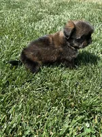 Sven, a male Shorkie for sale in Canton, SD – 7 of 10