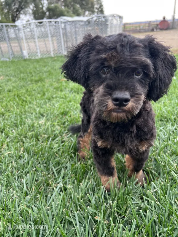 Colt – Shihpoo puppy for sale in Canton, SD