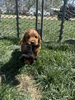 Prince , a male Miniature Goldendoodle for sale in Canton, SD – 5 of 10