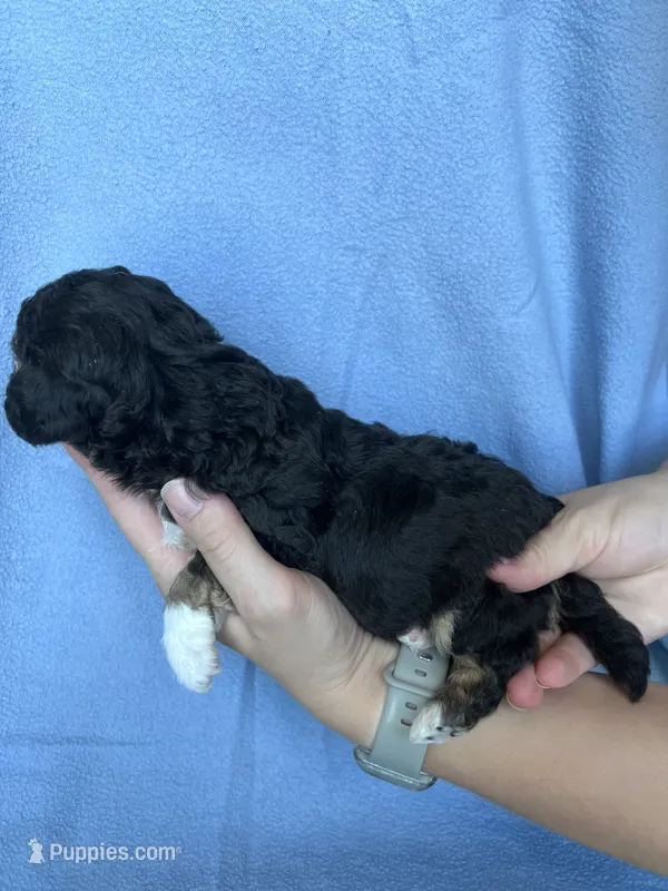Hershey – Bichpoo puppy for sale in Canton, SD