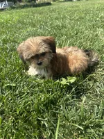 Winter, a female Shorkie for sale in Canton, SD – 5 of 7