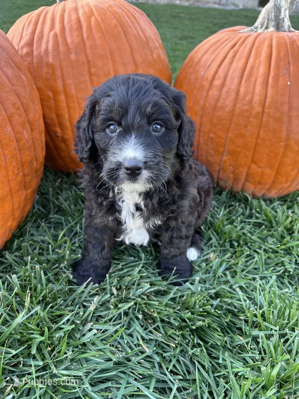Jack – Miniature Bernedoodle puppy for sale in Canton, SD