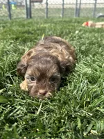 Ruby, a female Shihpoo for sale in Canton, SD – 4 of 9