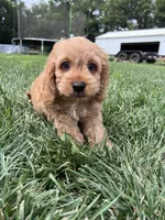 Atlas, a male Cockapoo for sale in Canton, SD – 2 of 7