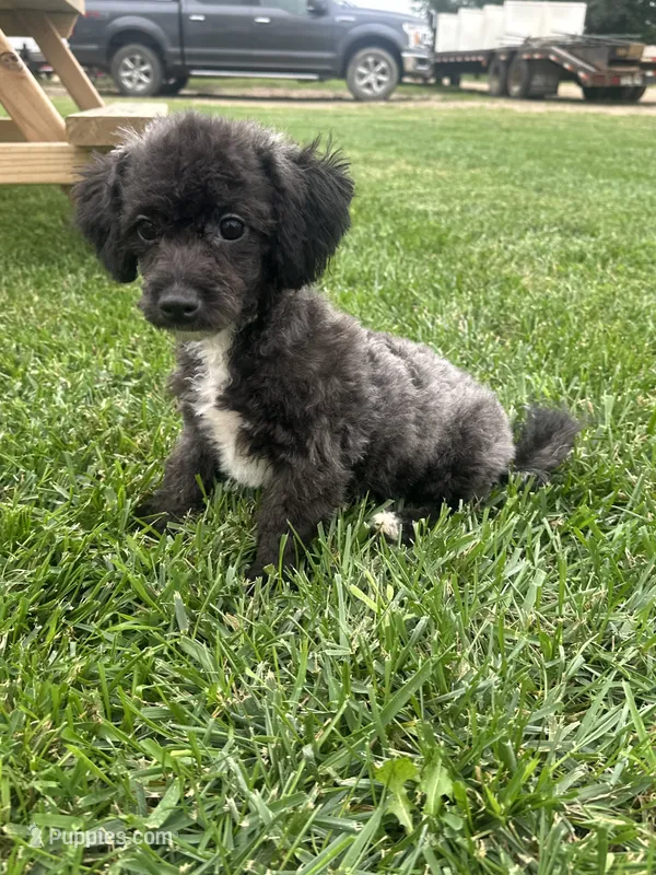 Bamby – Bichpoo puppy for sale in Canton, SD