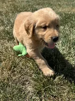 Victor, a male Golden Retriever for sale in Canton, SD – 10 of 10