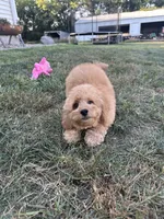 Dottie, a female Cockapoo for sale in Canton, SD – 5 of 7