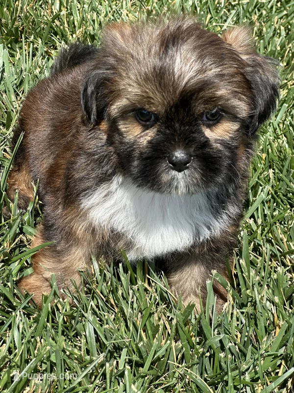 Scout – Shorkie puppy for sale in Canton, SD