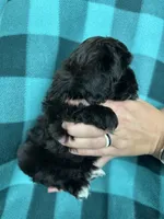Ulric, a male Shihpoo for sale in Canton, SD – 2 of 4