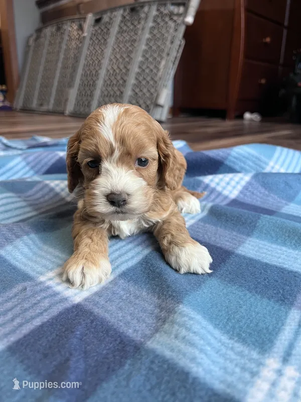 Fay – Cockapoo puppy for sale in Canton, SD