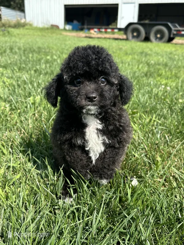 Bamby – Bichpoo puppy for sale in Canton, SD
