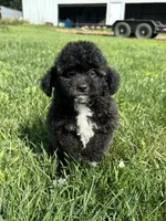 Bamby, a female Bichpoo for sale in Canton, SD – 1 of 8