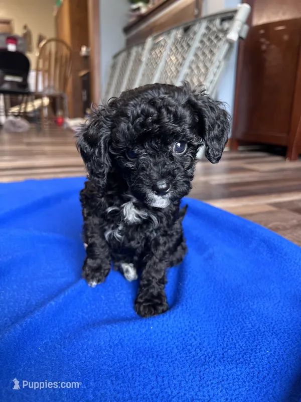 Eddie – Poodle - Toy  puppy for sale in Canton, SD