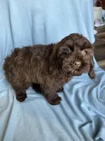 Kit, a female Cockapoo for sale in Canton, SD – Photo 5 of 9