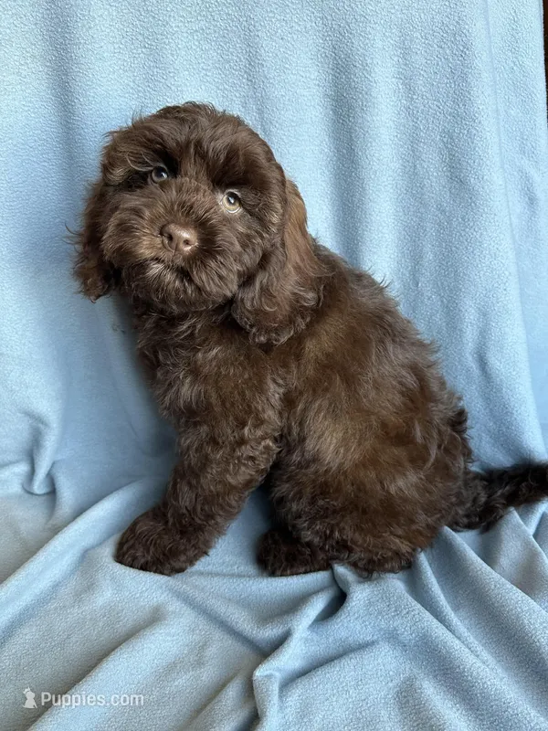 Kit, a female Cockapoo for sale in Canton, SD – Photo 1 of 9
