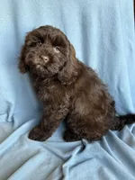 Kit, a female Cockapoo for sale in Canton, SD – Photo 1 of 9