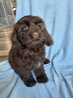 Kit, a female Cockapoo for sale in Canton, SD – Photo 4 of 9