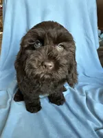 Kit, a female Cockapoo for sale in Canton, SD – Photo 2 of 9