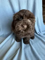 Kit, a female Cockapoo for sale in Canton, SD – Photo 7 of 9