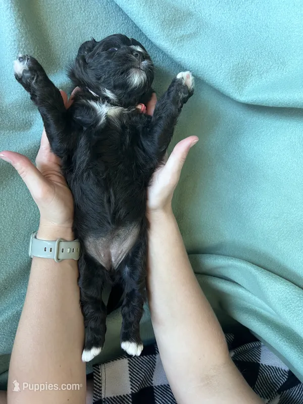 Jazzy – Miniature Bernedoodle puppy for sale in Canton, SD