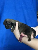 Sven, a male Shorkie for sale in Canton, SD – 2 of 5