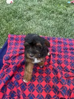 Teddy, a female Yorkipoo for sale in Canton, SD – 4 of 7
