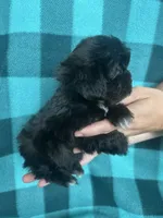 Unity, a female Shihpoo for sale in Canton, SD – 3 of 4