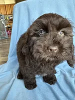 Kit, a female Cockapoo for sale in Canton, SD – Photo 6 of 9