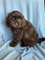 Kit, a female Cockapoo for sale in Canton, SD – Photo 9 of 9