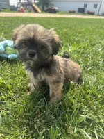 Wendy, a female Shorkie for sale in Canton, SD – 7 of 7