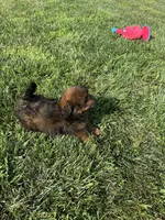Crew, a male Shihpoo for sale in Canton, SD – 9 of 10