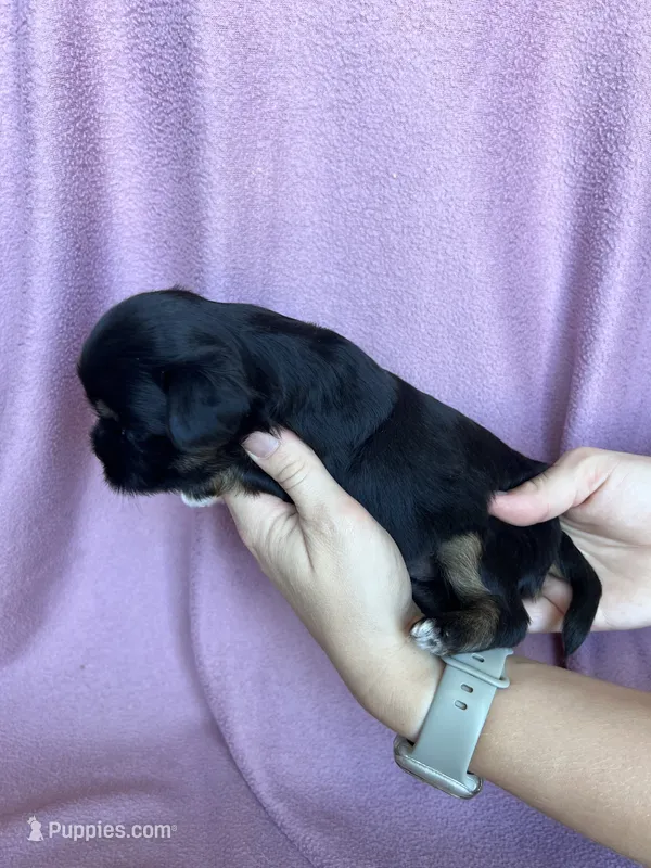 Gus – Shorkie puppy for sale in Canton, SD