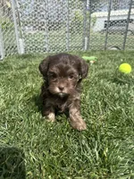 Rain, a female Shihpoo for sale in Canton, SD – 9 of 9