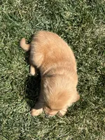 Victor, a male Golden Retriever for sale in Canton, SD – 5 of 10