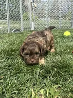 Ruby, a female Shihpoo for sale in Canton, SD – 9 of 9