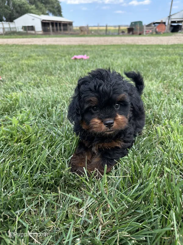 Cesar – Shihpoo puppy for sale in Canton, SD