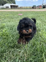 Cesar, a male Shihpoo for sale in Canton, SD – 1 of 10