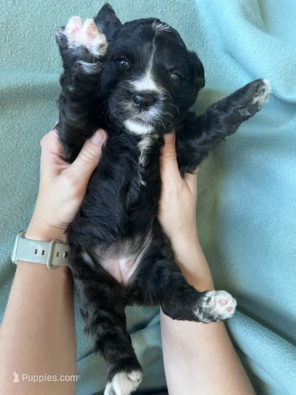 Joy – Miniature Bernedoodle puppy for sale in Canton, SD
