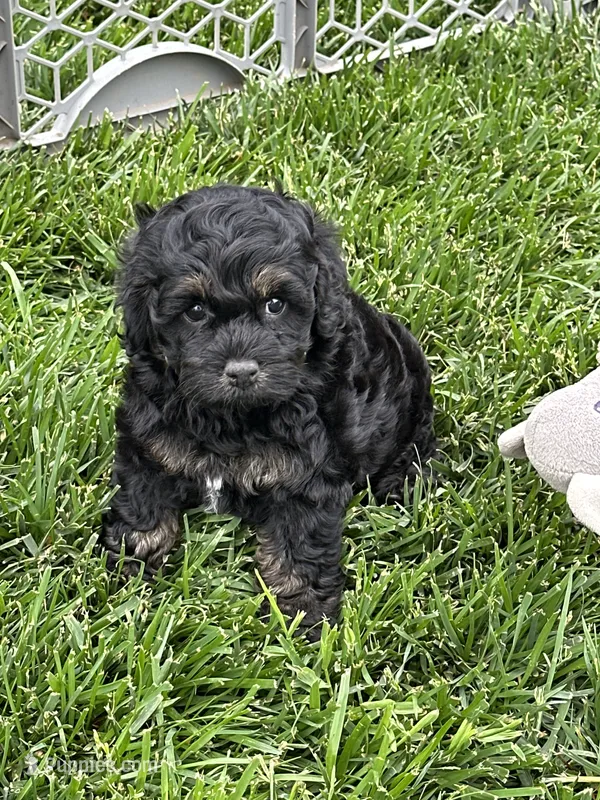 Queen – Cockapoo puppy for sale in Canton, SD