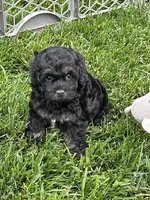 Queen, a female Cockapoo for sale in Canton, SD – 1 of 8