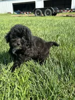 Birdie, a female Bichpoo for sale in Canton, SD – 7 of 9