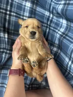 Van, a male Golden Retriever for sale in Canton, SD – 3 of 4