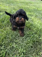 Cesar, a male Shihpoo for sale in Canton, SD – 4 of 10