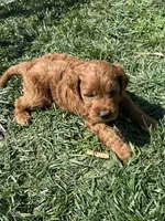 Prince , a male Miniature Goldendoodle for sale in Canton, SD – 9 of 10