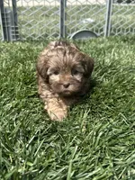 Roberto, a male Shihpoo for sale in Canton, SD – 6 of 8