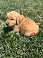 Victor, a male Golden Retriever for sale in Canton, SD – 3 of 10