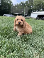 Atlas, a male Cockapoo for sale in Canton, SD – 3 of 7
