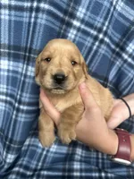 Van, a male Golden Retriever for sale in Canton, SD – 1 of 4